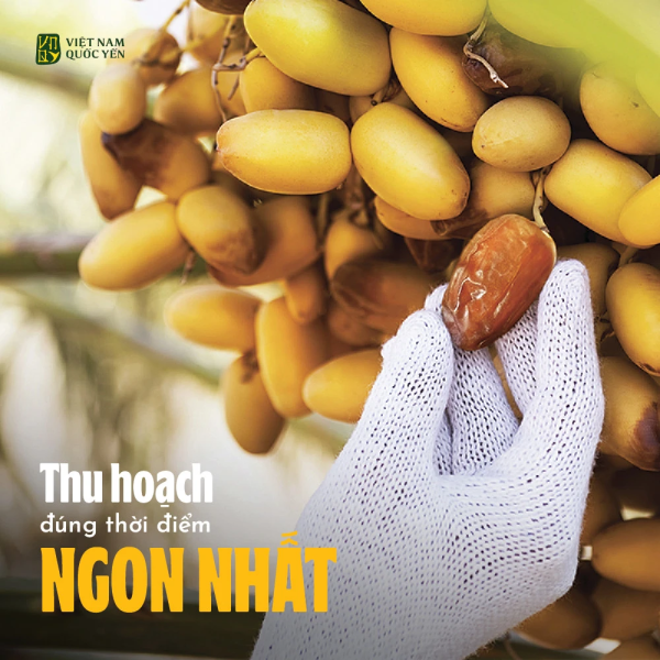 Yến tươi tinh chất chà là Việt Nam Quốc Yến 75 ml - Ảnh 3